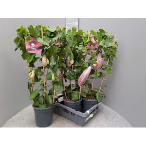 ARISTOL MACROPHYLLA