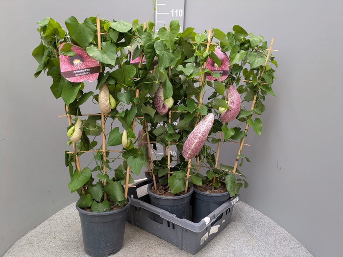 <h4>ARISTOL MACROPHYLLA</h4>
