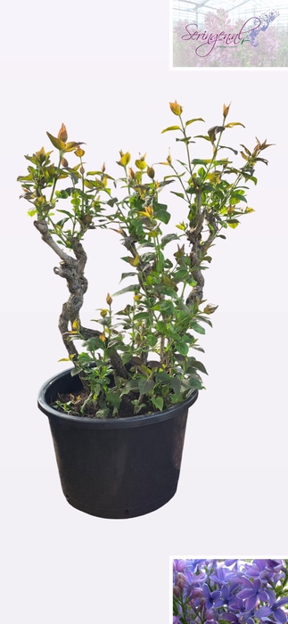 <h4>SYRI V LAVALIENSIS</h4>