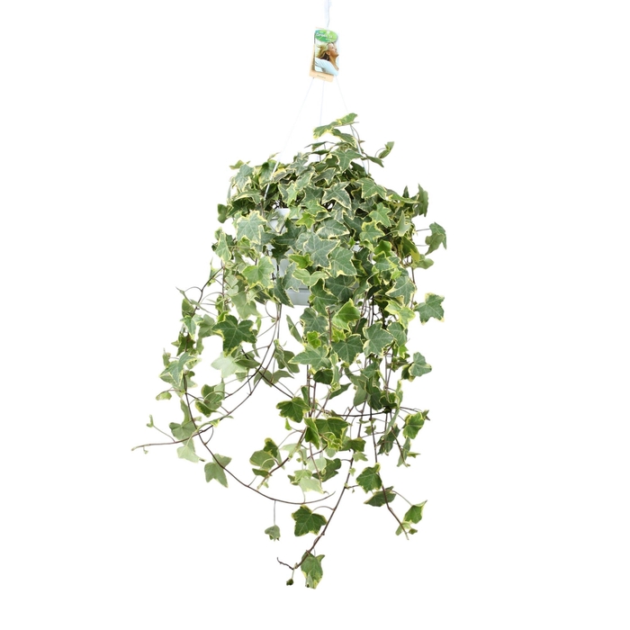 <h4>Hedera helix Gold Child - hang/XXL</h4>