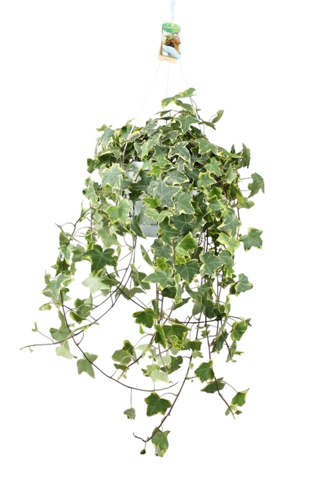 Hedera helix Gold Child - hang/XXL