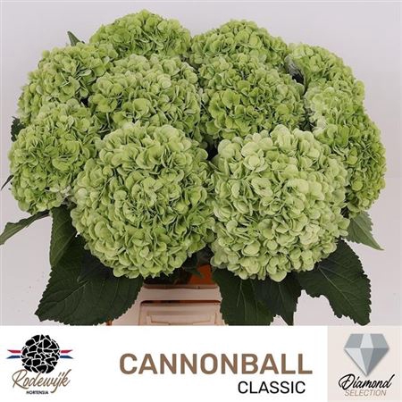 <h4>Hydr M Cannonball Groen Cl Xxl</h4>