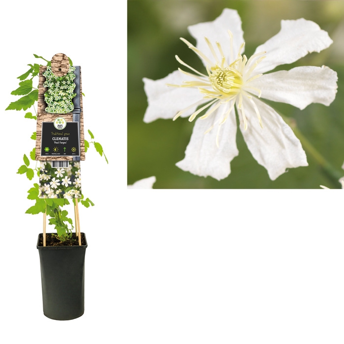 Clematis 'Paul Farges' 3.0 label