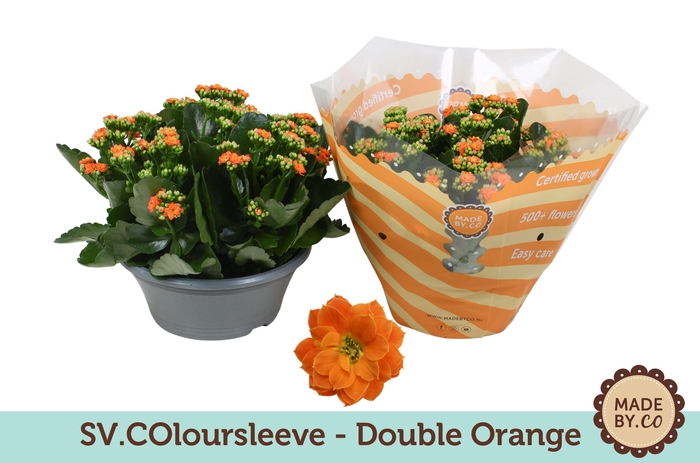 <h4>Kalanchoë Double Orange in SV.COloursleeve</h4>