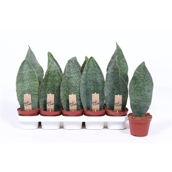 <h4>Sansevieria Victoria</h4>