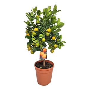 CITR MICROCARPA
