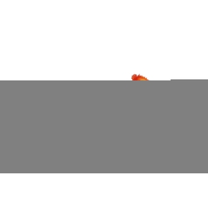 Tulipa Crispa Orange FL440262ORA