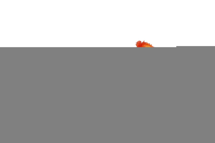 Tulipa Crispa Orange FL440262ORA