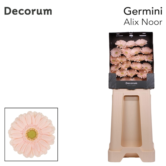 <h4>Germini Alix-Noor Diamond</h4>