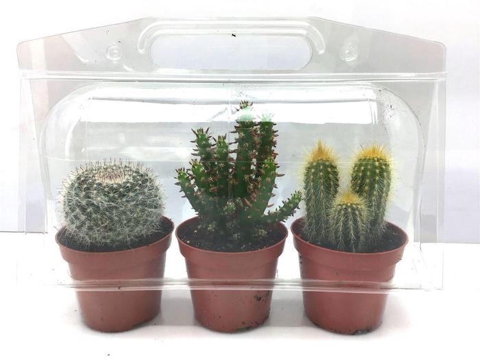 <h4>Cactus gemengd</h4>