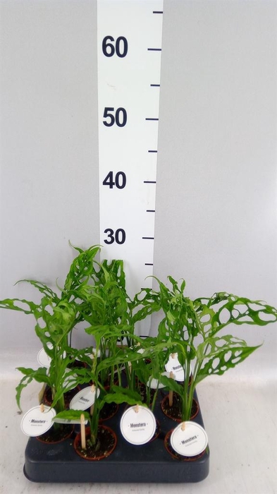 <h4>Monstera   ...</h4>