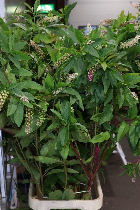 <h4>Phytolacca Americana 150 Cm</h4>