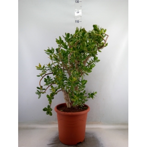 Crassula ovata