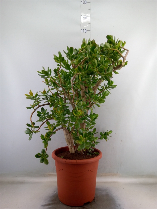 <h4>Crassula ovata</h4>