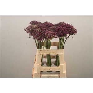 Allium Miami