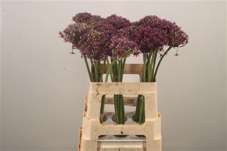 <h4>Allium Miami</h4>