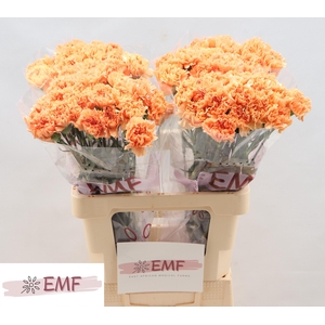 DI ST CARAMEL COWBOY