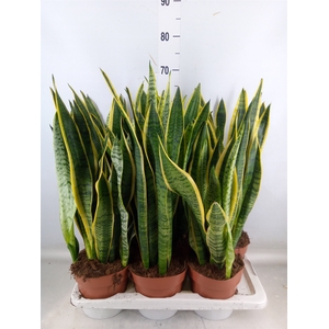 Sansevieria trifa. 'Laurentii'