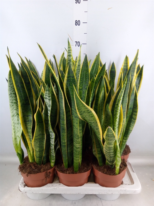 <h4>Sansevieria trifa. 'Laurentii'</h4>