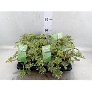 Pelargonium   ...mix smelling