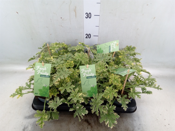 <h4>Pelargonium   ...mix smelling</h4>