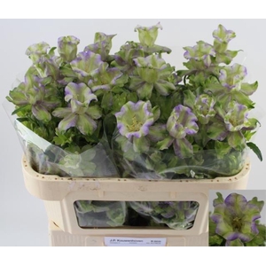 Campanula M Evergreen Blue