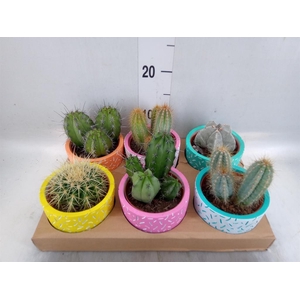 Cactus   ...