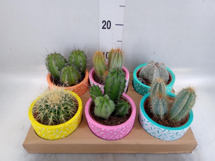 <h4>Cactus   ...</h4>