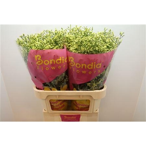 Limonium sinense China Summer