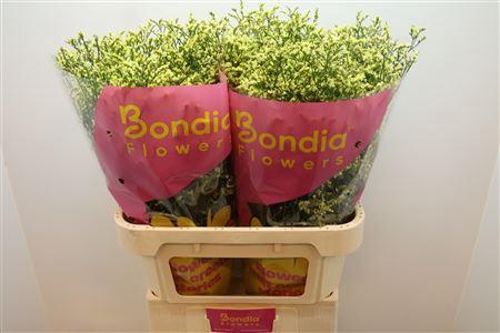 <h4>Limonium sinense China Summer</h4>