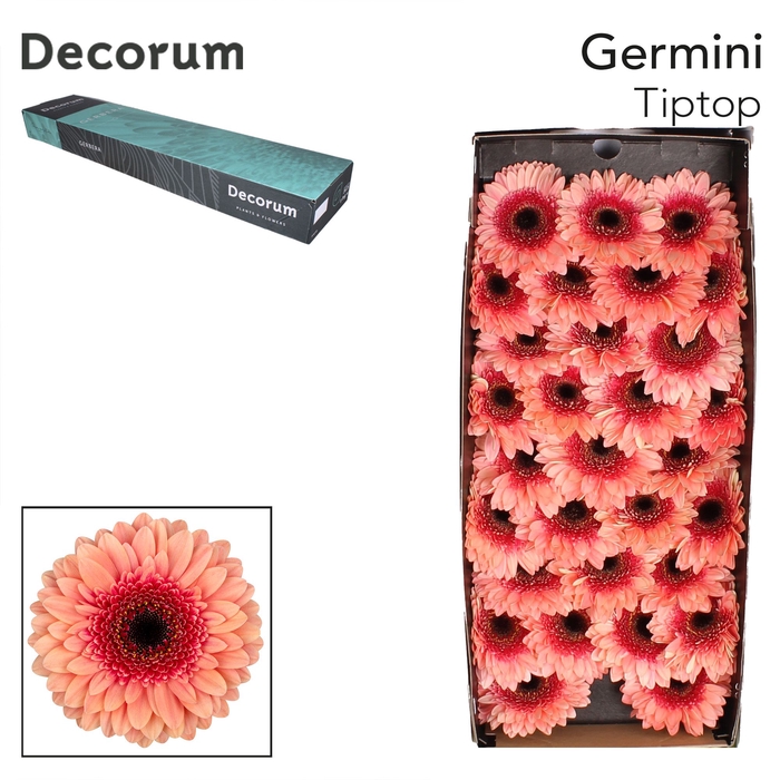 <h4>Germini Tiptop Half doos</h4>