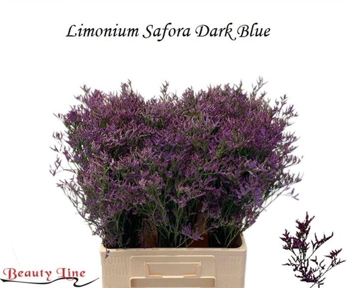<h4>LIM SAF DARK BLUE</h4>