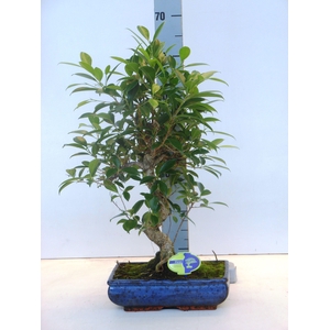 Ficus retusa, 30cm., shape, without drip tray