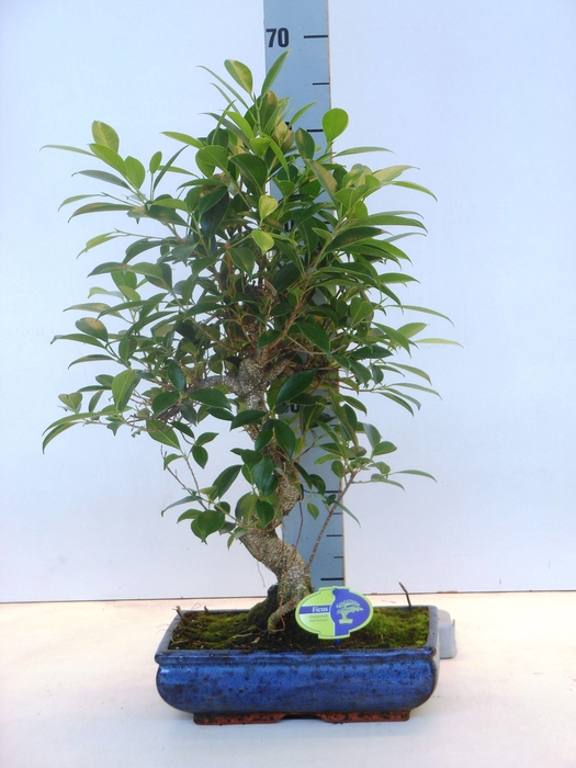 <h4>Ficus retusa, 30cm., shape, without drip tray</h4>