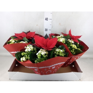 Kalanchoe blos. 'Calandiva Whites'