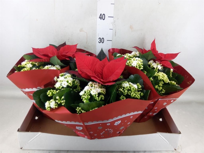 <h4>Kalanchoe blos. 'Calandiva Whites'</h4>