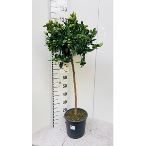 Citrus Calamondin on stem