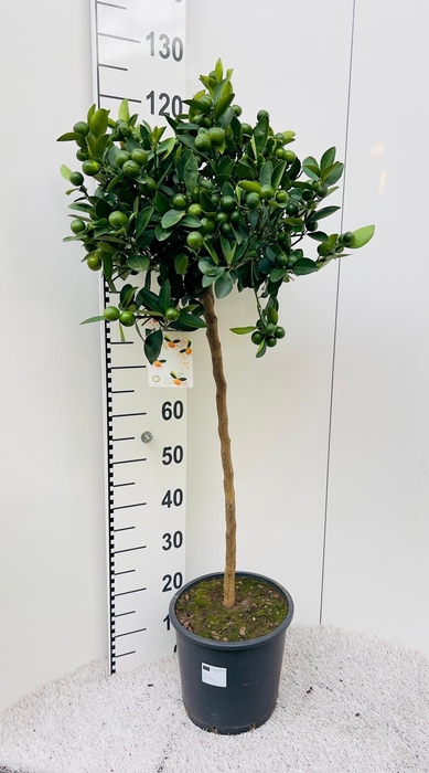 <h4>Citrus Calamondin on stem</h4>