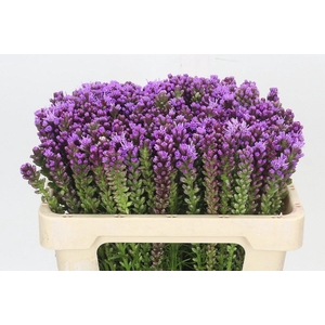 LIATRIS SPICATA
