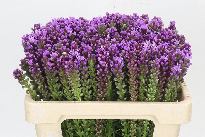 <h4>LIATRIS SPICATA</h4>