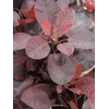 CORNUS ROT