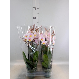 Phalaenopsis multi. 'Ant San Jose'