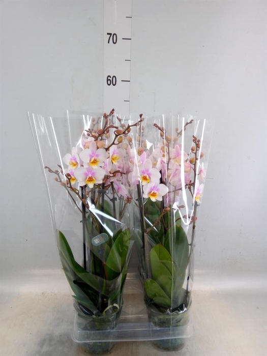<h4>Phalaenopsis multi. 'Ant San Jose'</h4>