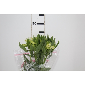 ALSTROEMERIA MISTRAL 080 CM