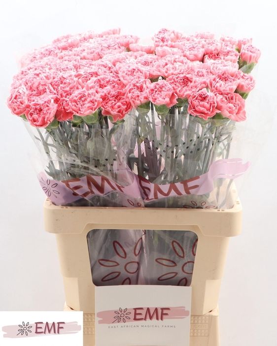 <h4>DI ST TRUE LOVE</h4>