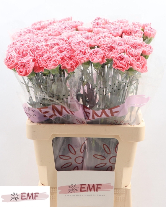 <h4>DI ST TRUE LOVE</h4>