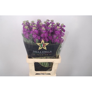 Matth Iron Purple