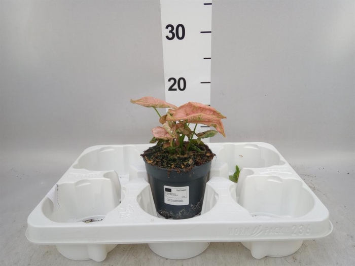 <h4>Syngonium   ...</h4>