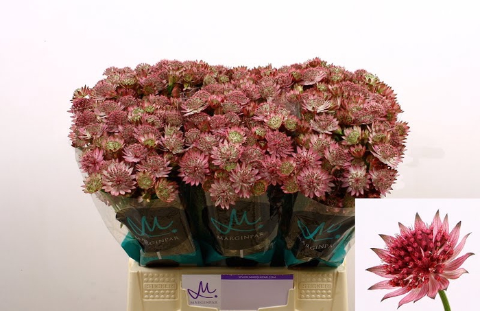 <h4>Astrantia Roma Marginpar</h4>