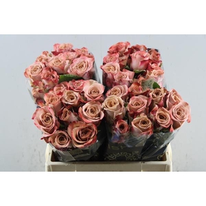 R Gr Cappuccino L 40